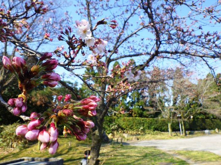 桜が咲きはじめましたーサク（３９）ラサク(３９)セール開催！