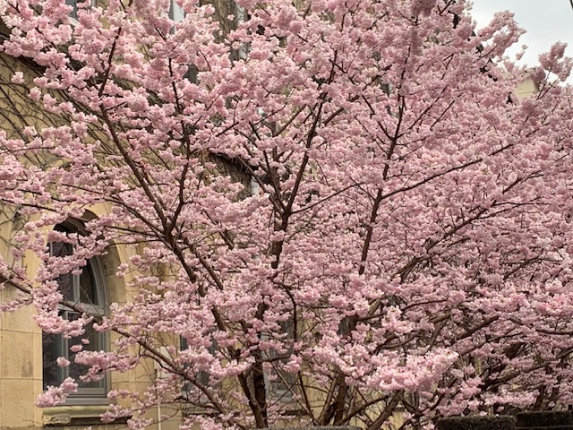 桜咲きました。創業祭も百花繚乱！